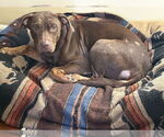 Small #3 Chocolate Labrador retriever-Rottweiler Mix