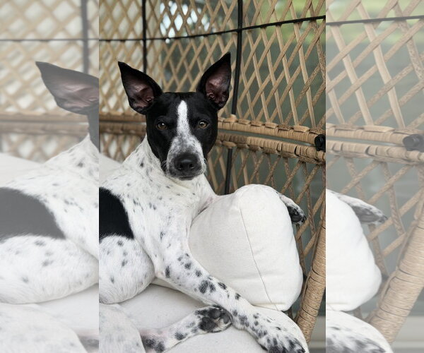 Medium Photo #1 Jack Russell Terrier-Unknown Mix Puppy For Sale in The Woodlands, TX, USA