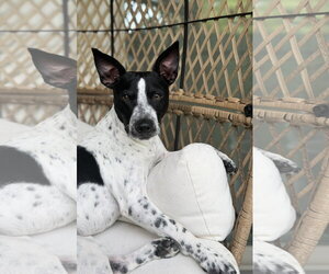 Jack Russell Terrier-Unknown Mix Dogs for adoption in The Woodlands, TX, USA