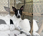 Small Jack Russell Terrier Mix