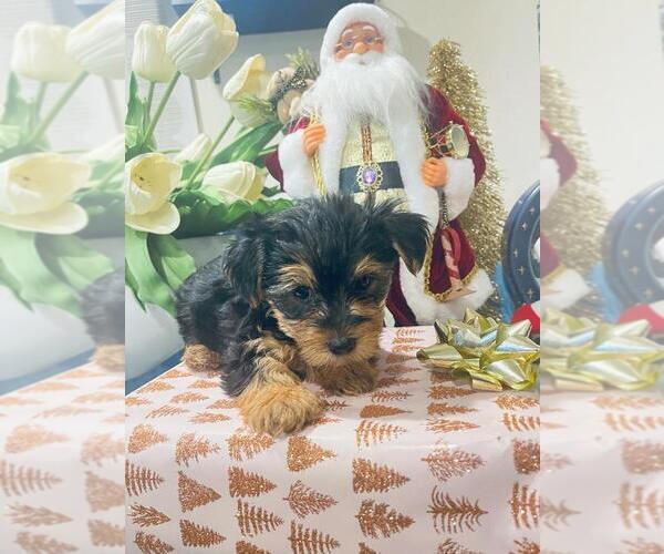 Medium Photo #1 Yorkshire Terrier Puppy For Sale in TAMPA, FL, USA