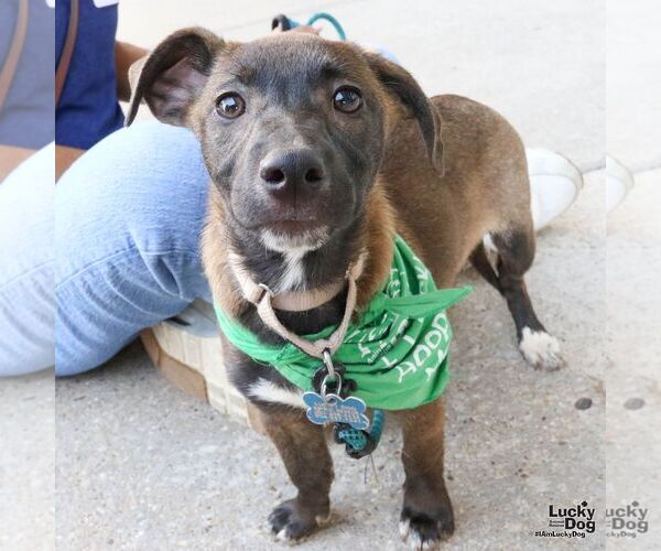 Medium Photo #2 Mutt Puppy For Sale in Washington, DC, USA