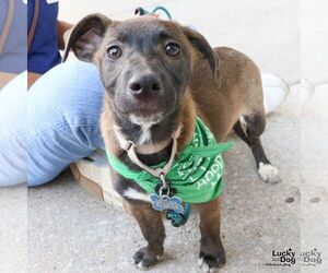 Miranda - Female Mutt Dog for Adoption - Photo #2