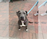 Small #1 Mutt