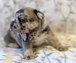 Small Photo #13 French Bulldog Puppy For Sale in NORTH SACRAMENTO, CA, USA