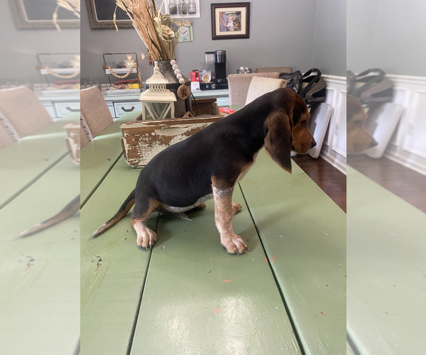 Medium Photo #12 Beagle Puppy For Sale in HAZEL GREEN, AL, USA