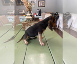 Small Photo #12 Beagle Puppy For Sale in HAZEL GREEN, AL, USA