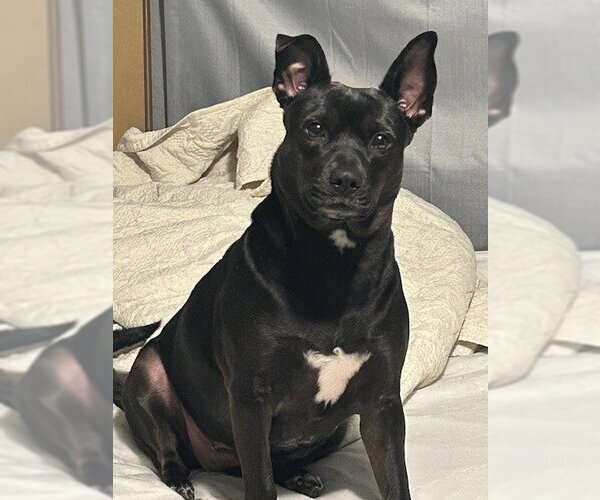 Medium Photo #3 Chihuahua-Unknown Mix Puppy For Sale in Pasadena, TX, USA