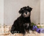 Small #3 Schnauzer (Miniature)