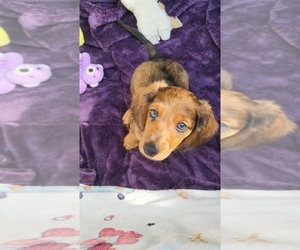 Dachshund Puppy for sale in MATTITUCK, NY, USA