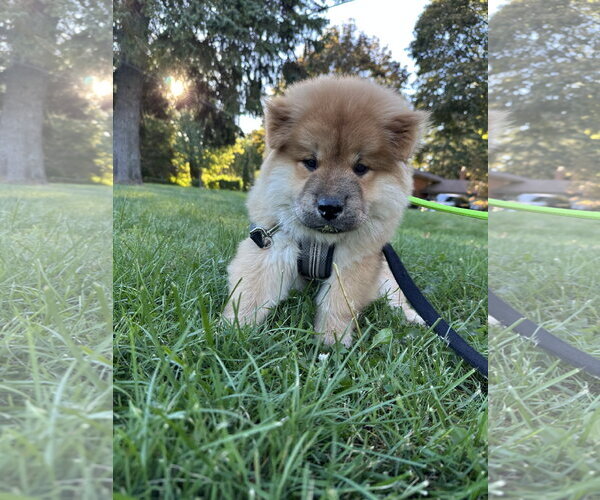Medium Photo #2 Chow Chow Puppy For Sale in Prescott, Ontario, Canada