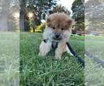Small Photo #2 Chow Chow Puppy For Sale in Prescott, Ontario, Canada