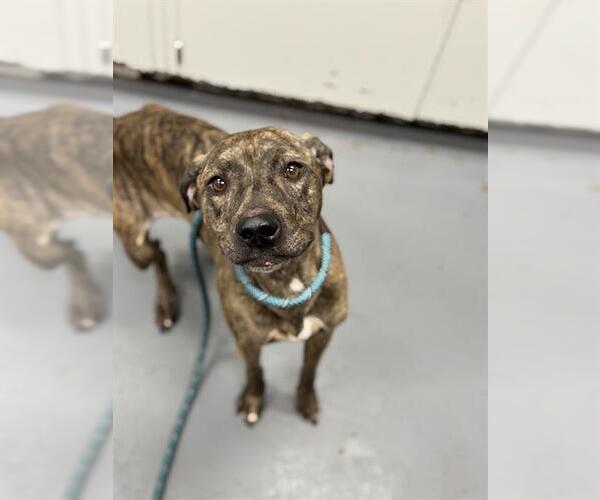 Medium Photo #1 Plott Hound-Unknown Mix Puppy For Sale in Peoria, IL, USA