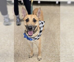 Mutt Dogs for adoption in Minneapolis, MN, USA