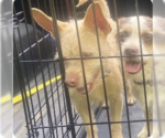 Small Chihuahua Mix