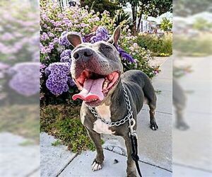 Medium American Bulldog-American Staffordshire Terrier Mix