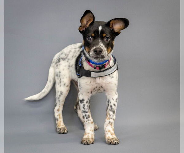 Medium Photo #3 Mutt Puppy For Sale in Princeton, MN, USA
