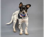 Small Photo #3 Mutt Puppy For Sale in Princeton, MN, USA