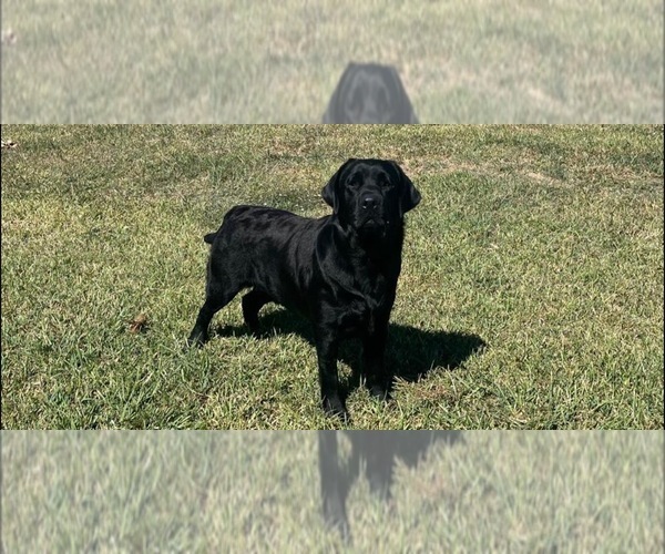 Medium Photo #1 Labrador Retriever Puppy For Sale in PASADENA, TX, USA