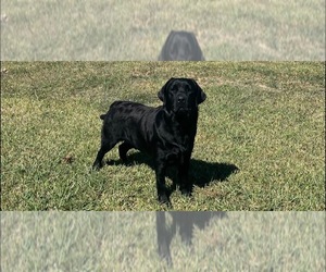 Father of the Labrador Retriever puppies born on 04/21/2026