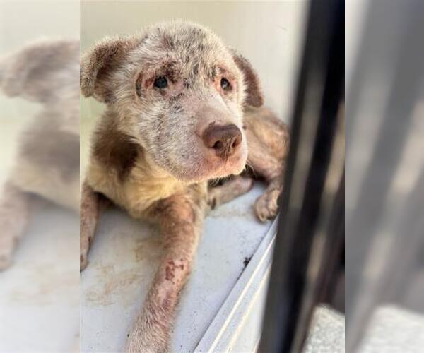 Medium Photo #1 Mutt Puppy For Sale in Houston, TX, USA