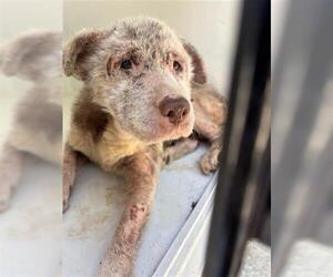 Mutt Dogs for adoption in Houston, TX, USA