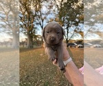 Puppy Blue male Labrador Retriever