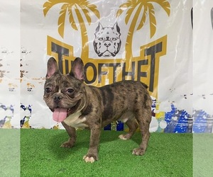 Father of the French Bulldog puppies born on 05/27/2022