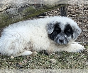 Anatolian Shepherd-Great Pyrenees Mix Puppy for sale in MIDDLEBURG, KY, USA