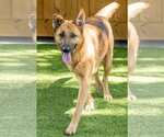Small #4 German Shepherd Dog Mix