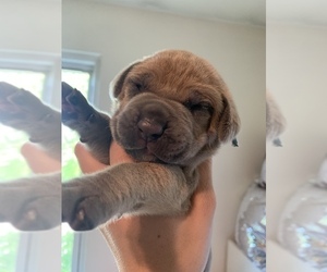 Cane Corso Puppy for sale in HANOVER, PA, USA