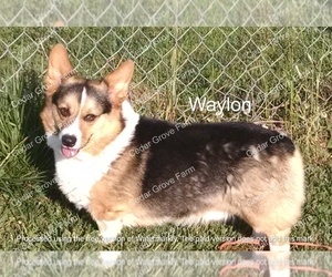 Father of the Pembroke Welsh Corgi puppies born on 06/15/2023