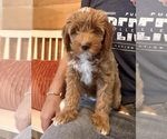 Small Photo #26 Goldendoodle (Miniature) Puppy For Sale in GILBERT, AZ, USA
