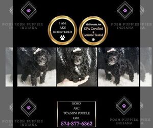 Poodle (Miniature) Puppy for sale in WARSAW, IN, USA
