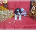 Small Photo #7 Bernedoodle-Poodle (Toy) Mix Puppy For Sale in BLACK FOREST, CO, USA