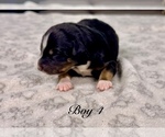Small Photo #54 Australian Shepherd Puppy For Sale in SALISBURY, NC, USA