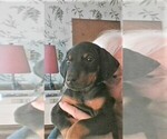 Small Photo #6 Doberman Pinscher Puppy For Sale in VANCOUVER, WA, USA