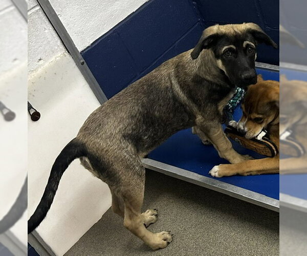 Medium Photo #1 German Shepherd Dog-Unknown Mix Puppy For Sale in Sterling, MA, USA