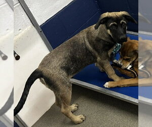 German Shepherd Dog-Unknown Mix Dogs for adoption in Sterling, MA, USA
