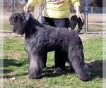 Litter of 2 - Female Bouvier Des FlandresLitter of Puppies for Sale - Photo #8