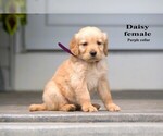 Small #8 Golden Retriever