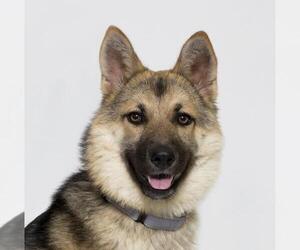 German Shepherd Dog Dogs for adoption in Santa Barbara, CA, USA