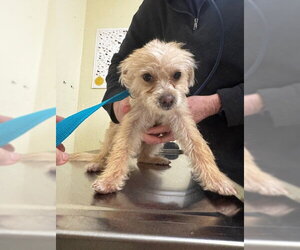 Maltese Dogs for adoption in Fremont, CA, USA