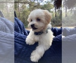 Small Photo #4 Maltese Puppy For Sale in OCKLAWAHA, FL, USA