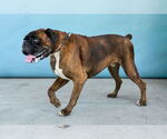 Small #1 Boxer