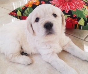 English Cream Golden Retriever Puppy for sale in GLENDALE, AZ, USA