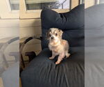 Small #2 Chihuahua Mix