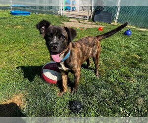 Retriever -Unknown Mix Dogs for adoption in South Bend, IN, USA