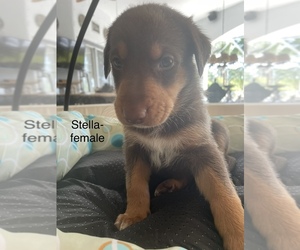 Aussie-Corgi-Doberman Pinscher Mix Puppy for sale in ORMOND BEACH, FL, USA