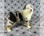 Small Photo #45 Australian Shepherd Puppy For Sale in SALISBURY, NC, USA